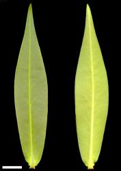 Veronica salicifolia. Leaf surfaces, adaxial (left) and abaxial (right). Scale = 10 mm.
 Image: W.M. Malcolm © Te Papa CC-BY-NC 3.0 NZ